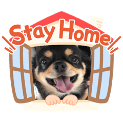 [LINEスタンプ] チワワの丸