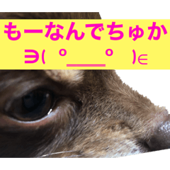 [LINEスタンプ] パンパこ