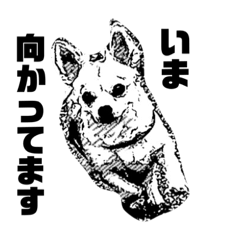 [LINEスタンプ] ロンチーコロンの日常。