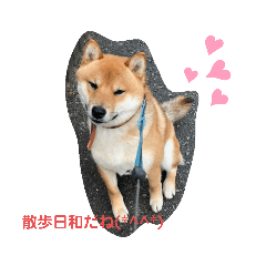 [LINEスタンプ] 柴犬 しょうちゃん特集