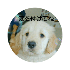 [LINEスタンプ] 大好きゴールデンレトリバー♪