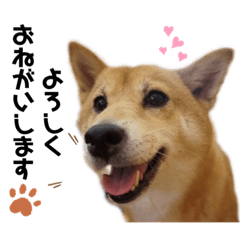[LINEスタンプ] 柴犬_ゆず