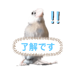 [LINEスタンプ] 桜文鳥のるうくん普段使いのスタンプ