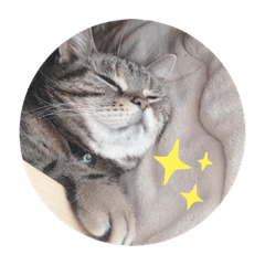 [LINEスタンプ] ねこのりりちゃん