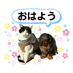 [LINEスタンプ] ねこのかーるとみーる