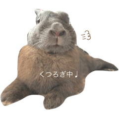 [LINEスタンプ] うさぎのぶーちゃん