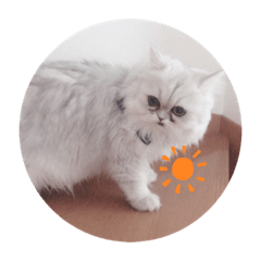 [LINEスタンプ] ねこのしらすちゃん