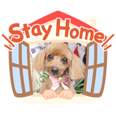 [LINEスタンプ] トイプー [STAY HOME]編