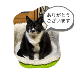 [LINEスタンプ] 猫と暮らすと幸せいっぱい