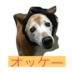 [LINEスタンプ] 茶色のももちゃん