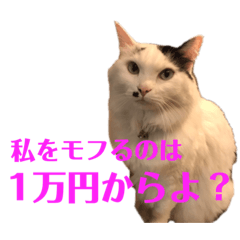 [LINEスタンプ] ねこのきなちゃんころちゃんスタンプ