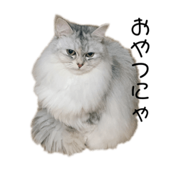 [LINEスタンプ] わがやのねこ。