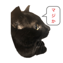 [LINEスタンプ] 黒猫スタンプです。