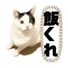 [LINEスタンプ] 小豆くん専用
