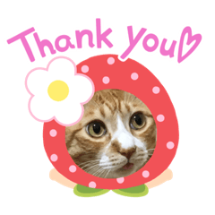 [LINEスタンプ] とら とら とら ♡