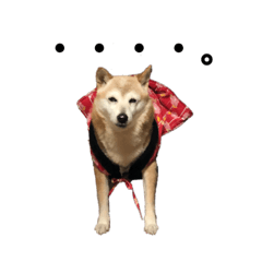 [LINEスタンプ] 柴犬のスタンプです。