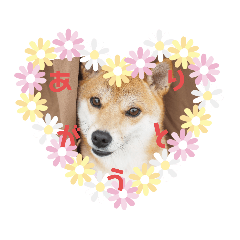[LINEスタンプ] 柴犬むぎちゃんの癒し2