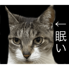[LINEスタンプ] やる気のなさ過ぎる猫