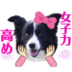 [LINEスタンプ] ボーダーコリーキャンディー2