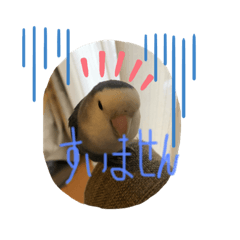 [LINEスタンプ] 我が家のインコ達です。