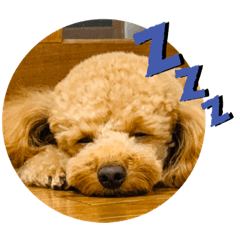 [LINEスタンプ] シンバ・リオン・アンディ
