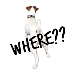 [LINEスタンプ] ジャックラッセル犬ピッピ