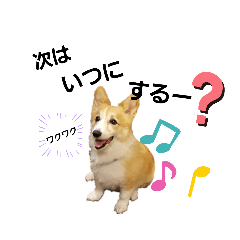 [LINEスタンプ] コーギーのぽんちゃん