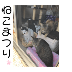 [LINEスタンプ] 武田家 猫三昧