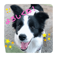 [LINEスタンプ] セナ'sスタンプ