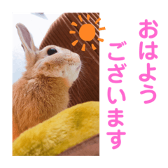 [LINEスタンプ] おしゃべりハニーくん