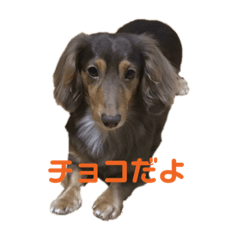 [LINEスタンプ] チョコさんのスタンプ