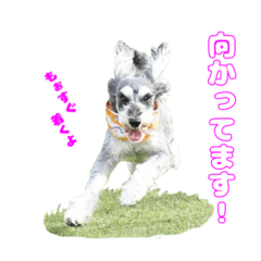 [LINEスタンプ] ピース＆ゆきち