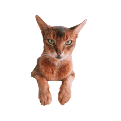 [LINEスタンプ] シンプル動物001