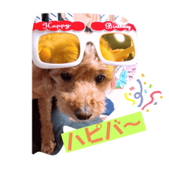 [LINEスタンプ] トイプードルのクゥ④