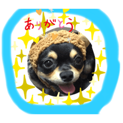 [LINEスタンプ] 黒チワワ！