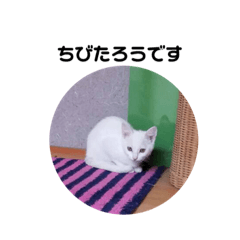 [LINEスタンプ] ちび太郎すたんぷ