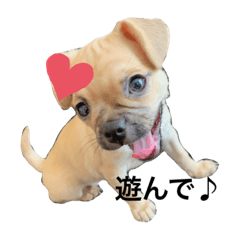 [LINEスタンプ] Callua