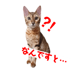 [LINEスタンプ] 使いやすい猫さん