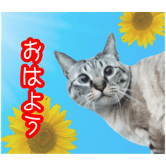 [LINEスタンプ] 我が家のイチゴちゃんスタンプ