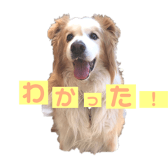 [LINEスタンプ] くー太のスタンプ