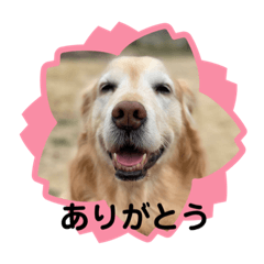[LINEスタンプ] ゴールデンさくらの日々