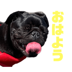 [LINEスタンプ] 黒パグのガムくん