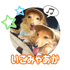 [LINEスタンプ] 名古屋のダックスと猫