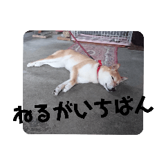 [LINEスタンプ] 柴犬 花ちゃんスタンプ