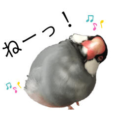 [LINEスタンプ] 文鳥のうめっち2