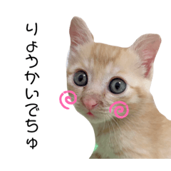 [LINEスタンプ] ねこにゃんにゃん452398751969