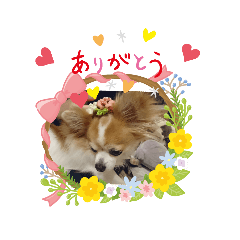 [LINEスタンプ] チャロわん