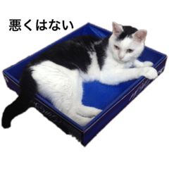 [LINEスタンプ] 三原の飼ってる猫