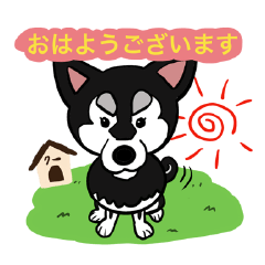 [LINEスタンプ] 黒柴のクーちゃん