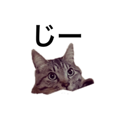 [LINEスタンプ] サバとビビのスタンプ①